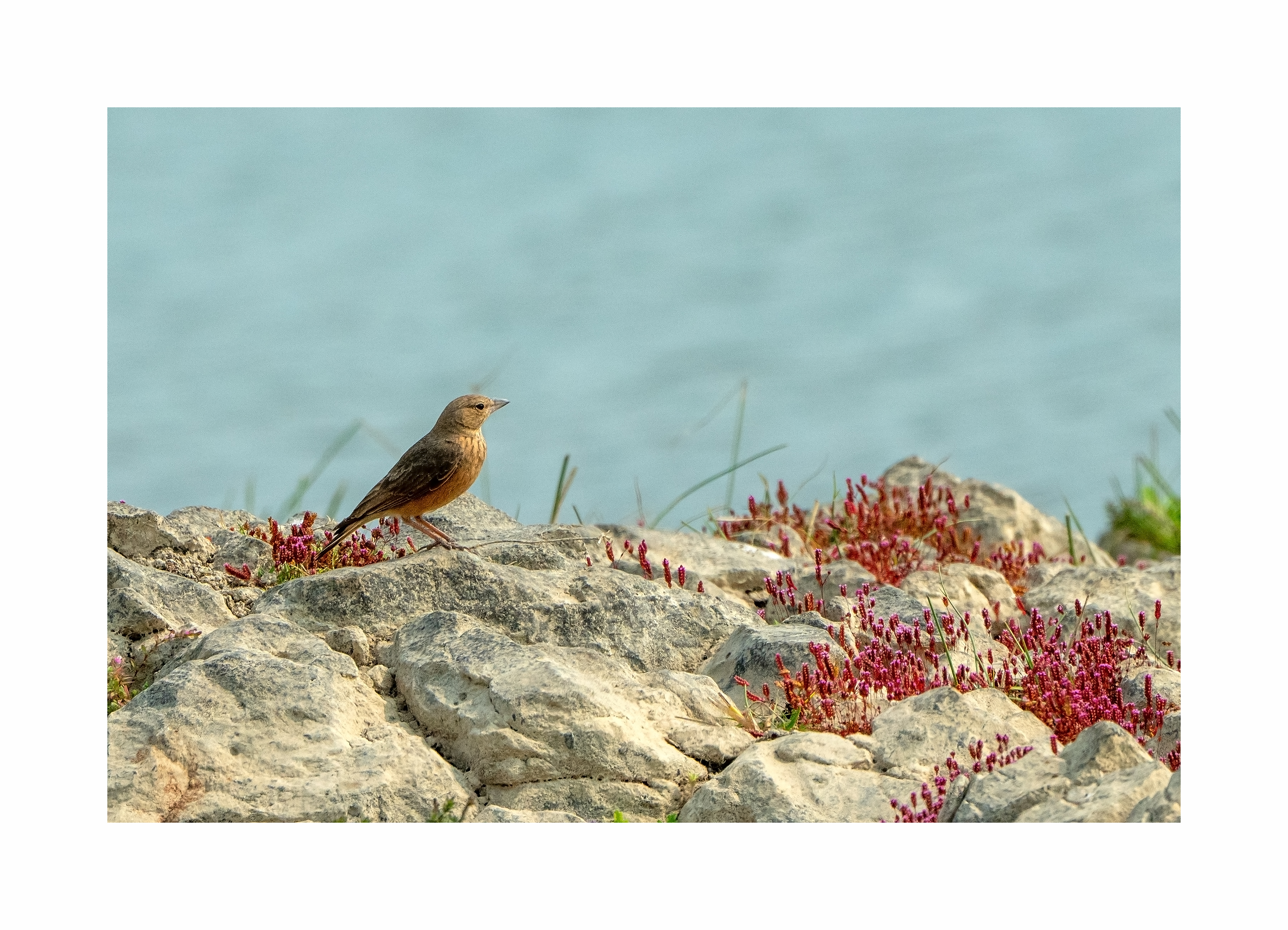 BPCL - Bina Biodiversity Study 21